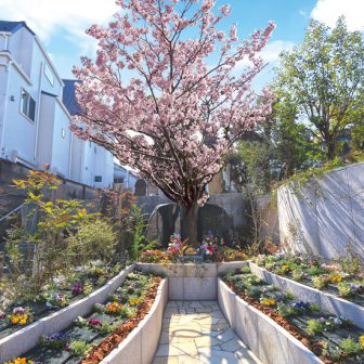 早稲田宗参寺「結いの桜」